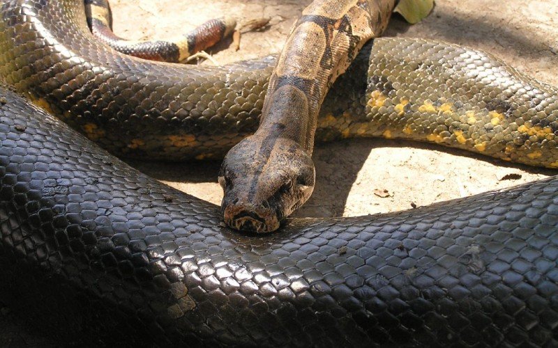 Anaconda se come a diputado en Brasil